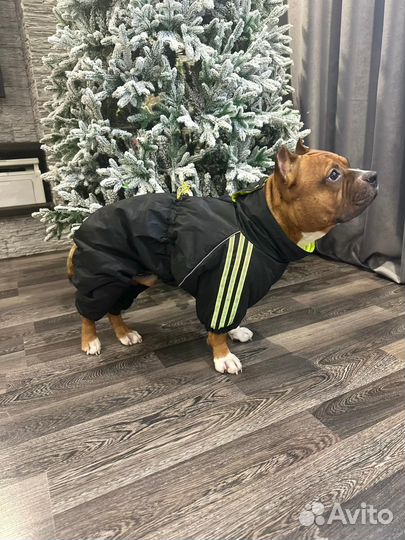 Индивидуальный пошив одежды для собак, кошек