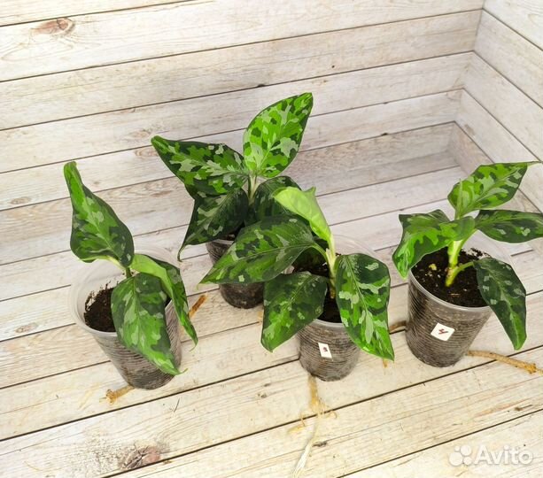 Аглаонема пиктум триколор камуфляж