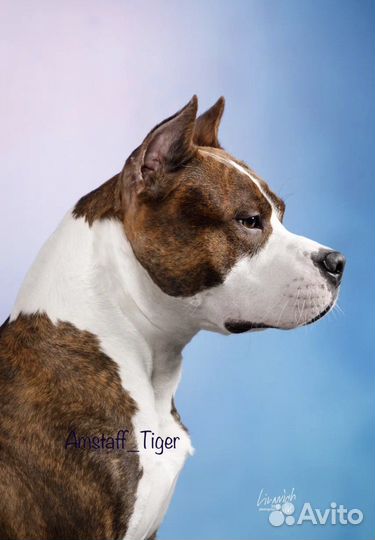 Американский стаффордширский терьер вязка