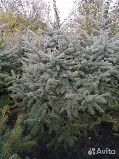 Зеленые ели