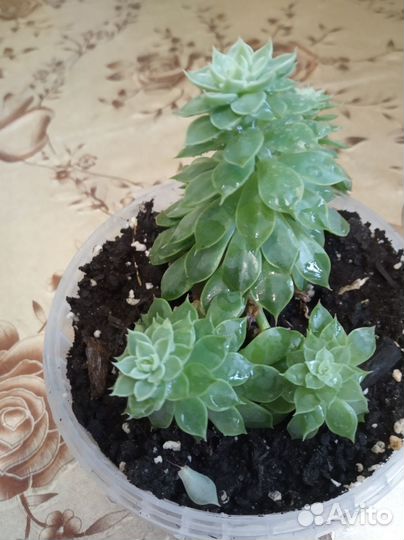 Суккулент, эхеверия