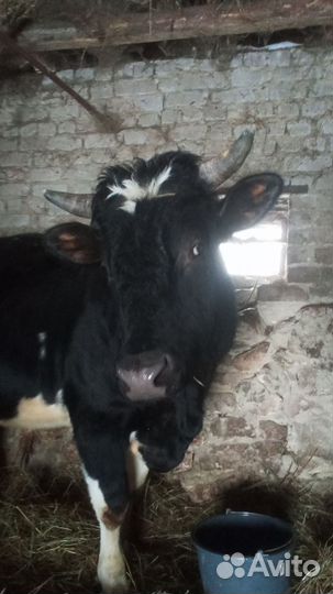 Бык на мясо