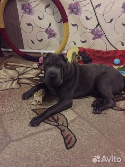 Шарпей вязка