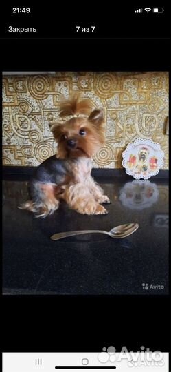 Йоркширский терьер мини беби фейс щенки