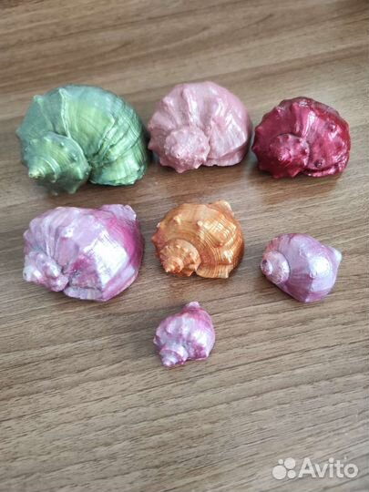 Набор ракушек