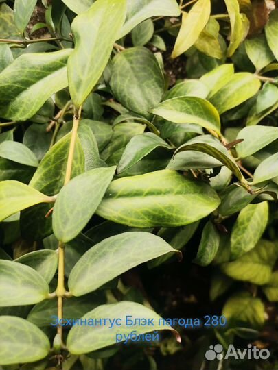 Комнатные растения