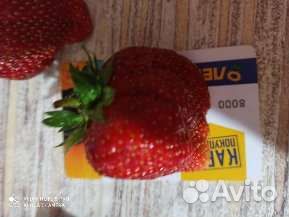 Клубника рассада