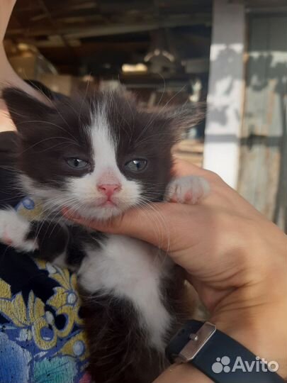 Котята в хорошие руки