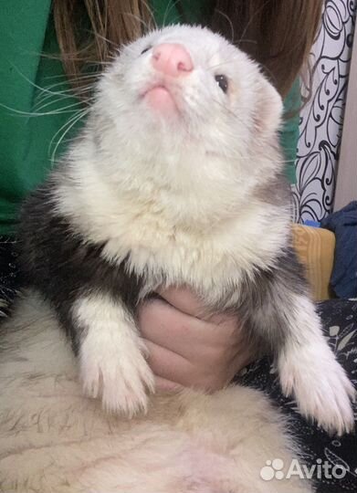 Вязка хорька