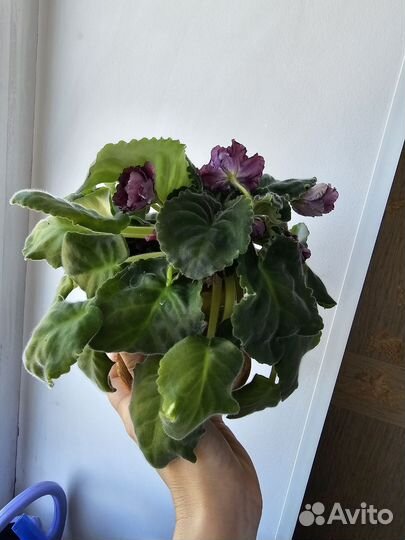 Цветок-фиалка