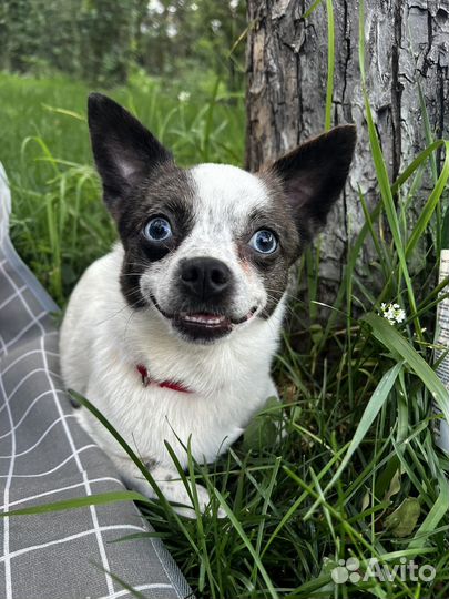 Вязка чихуахуа девочка