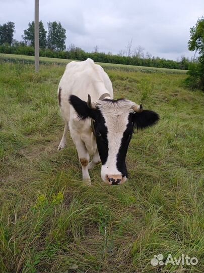 Продам дойную корову