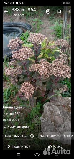 Садовые цветы