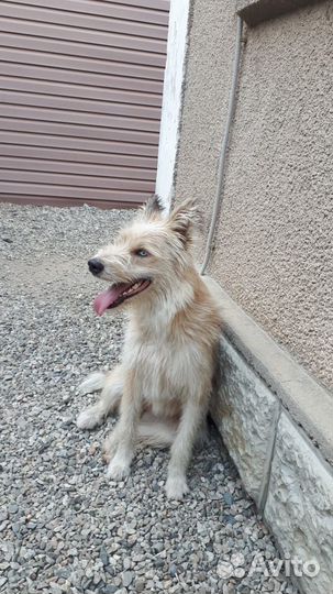 Голубоглазая собачка в добрые руки бесплатно