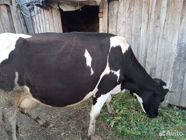Корова стельная дойная