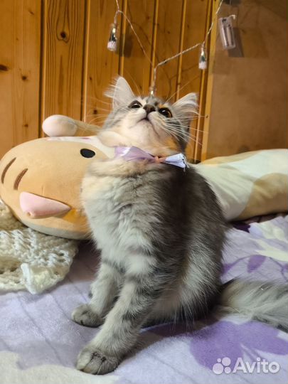 Сибирский котёнок