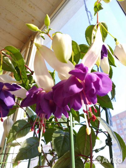 Фуксии сортовые