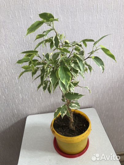 Фикус бенджамина