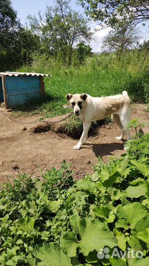 Собака в добрые руки отдам бесплатно