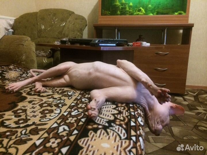 Канадский сфинкс вязка