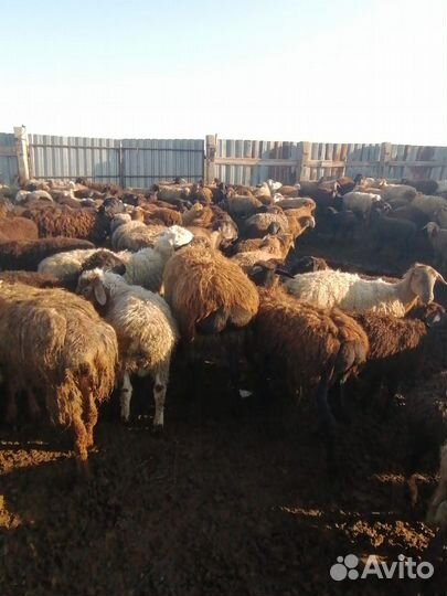 Продам баранов,овец,ярок