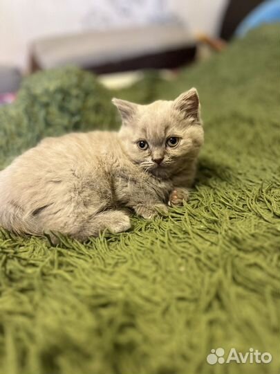 Британские котята