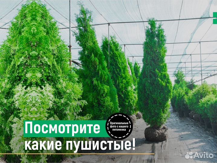 Туя смарагд 140 см свежая копка 2023