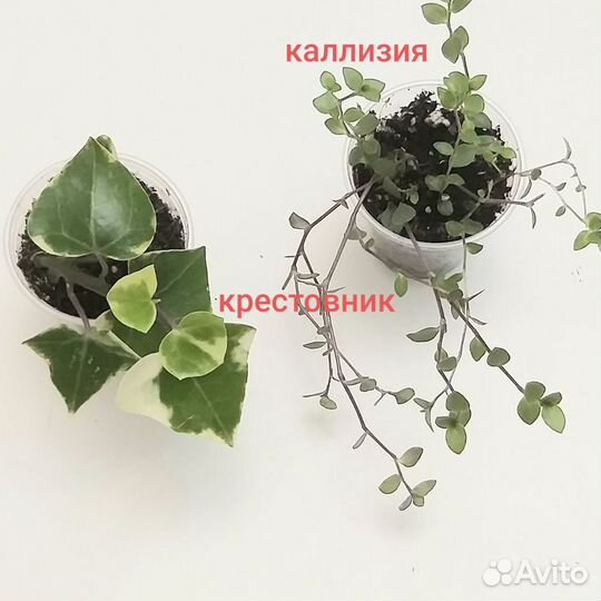 Комнатные цветы любые