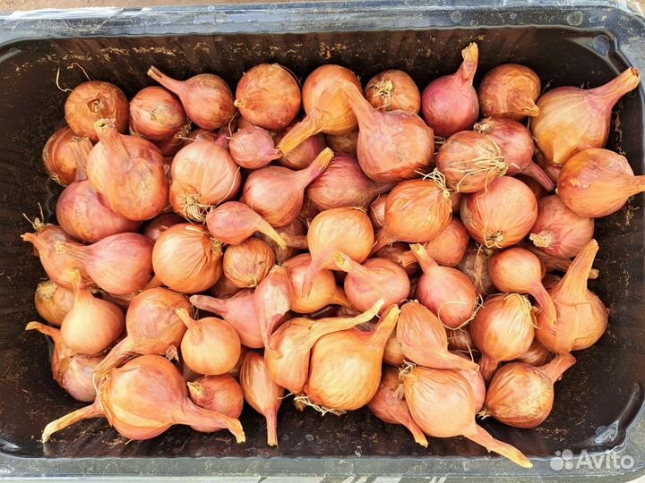 Лук семейный на посадку