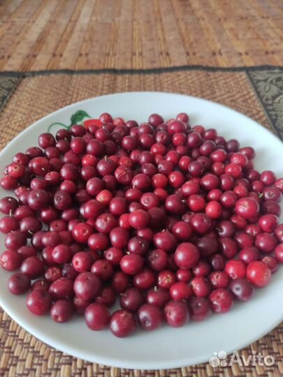 Брусника ягода