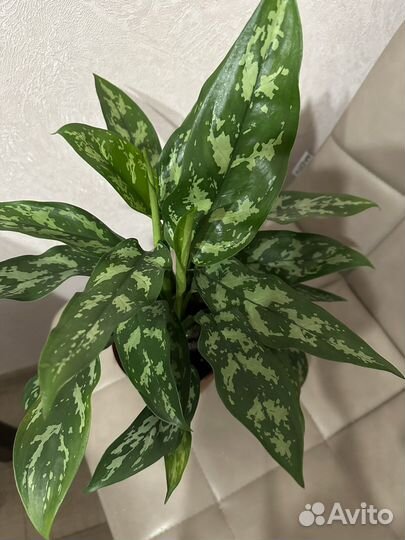 Комнатные растения