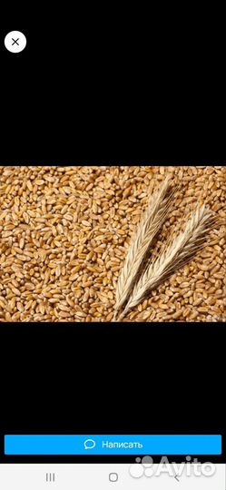 Пшеница