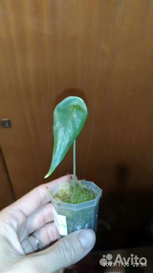 Алоказия разные виды