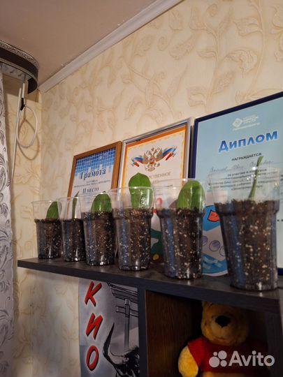 Замиокулькас