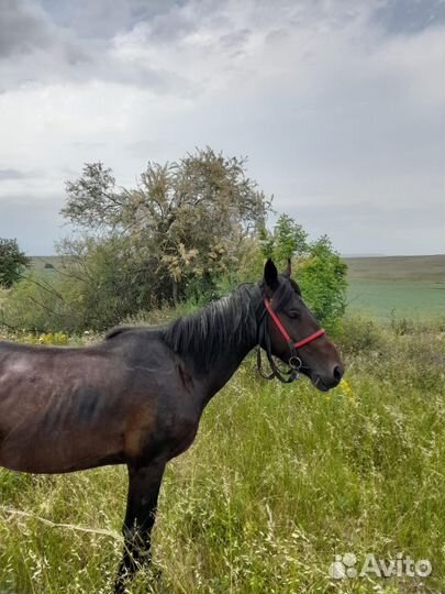 Продам лошадь