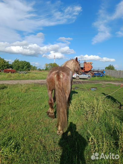 Лошадь жеребец