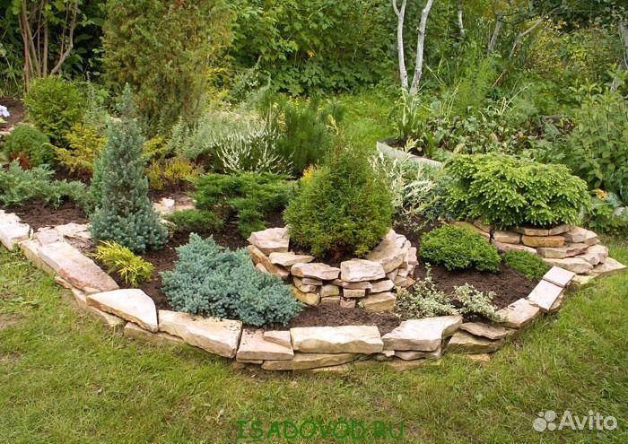 Саженцы туя, можжевельник