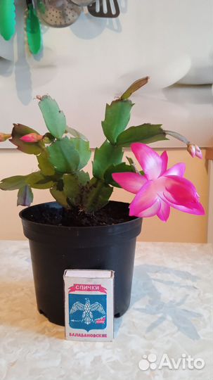 Шлюмбергера