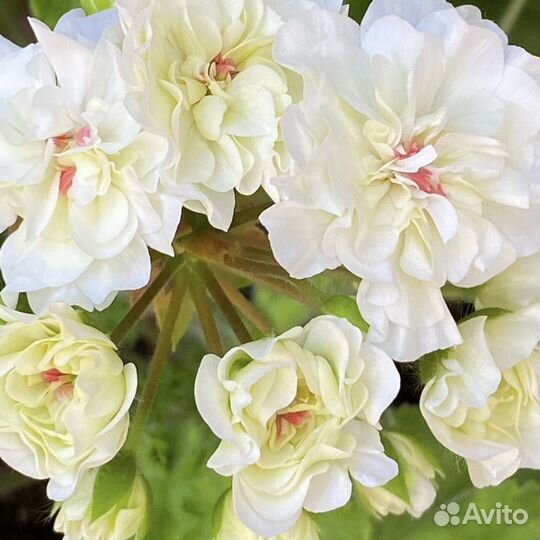 Ив жемчужина шах сафи