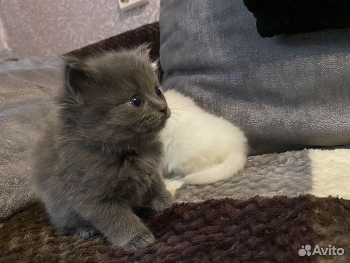 Кошки