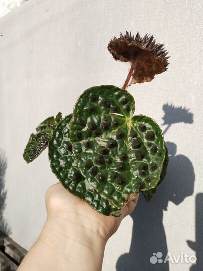 Бегония Ферокс