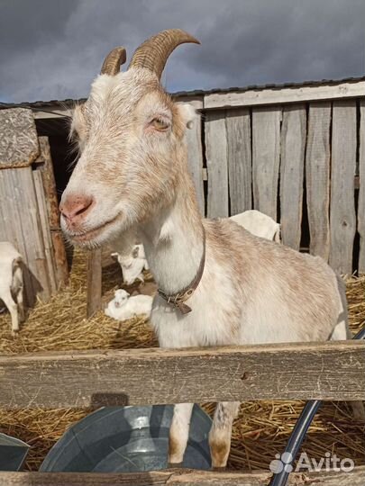 Продам коз