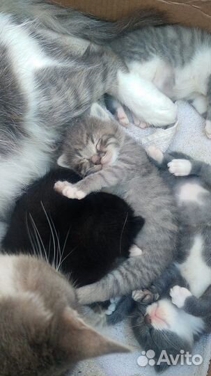 Котята в добрые руки