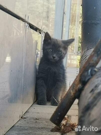 Котик в добрые руки