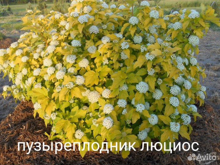 Саженцы пузыреплодник