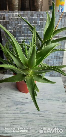Алоэ древовидное лечебное