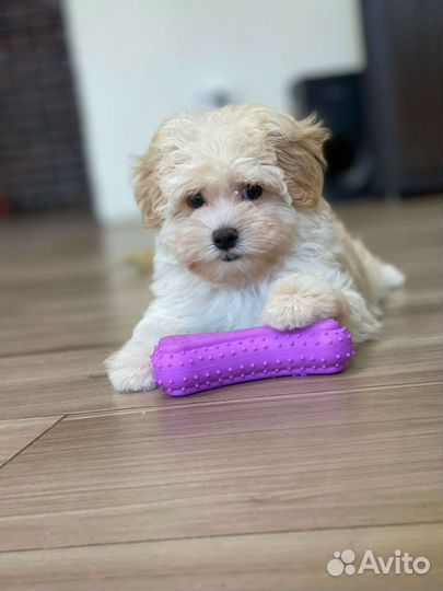 Щенки мальтипу f1 мини