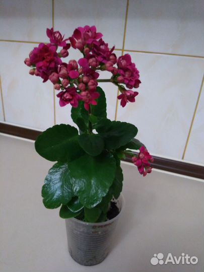 Каланхое Каландива