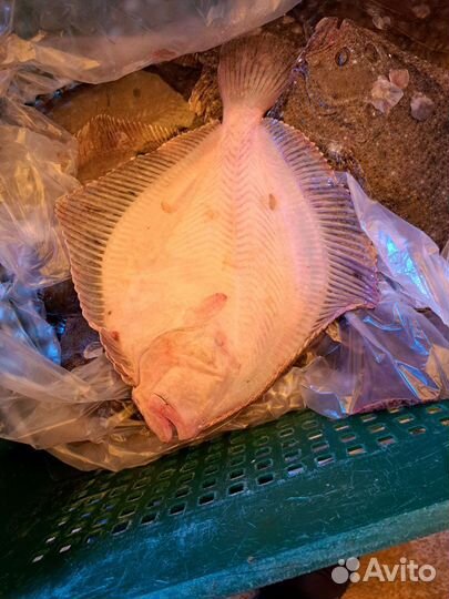 Камбала Калкан Азовский