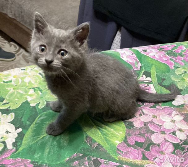 Котенок в добрые руки